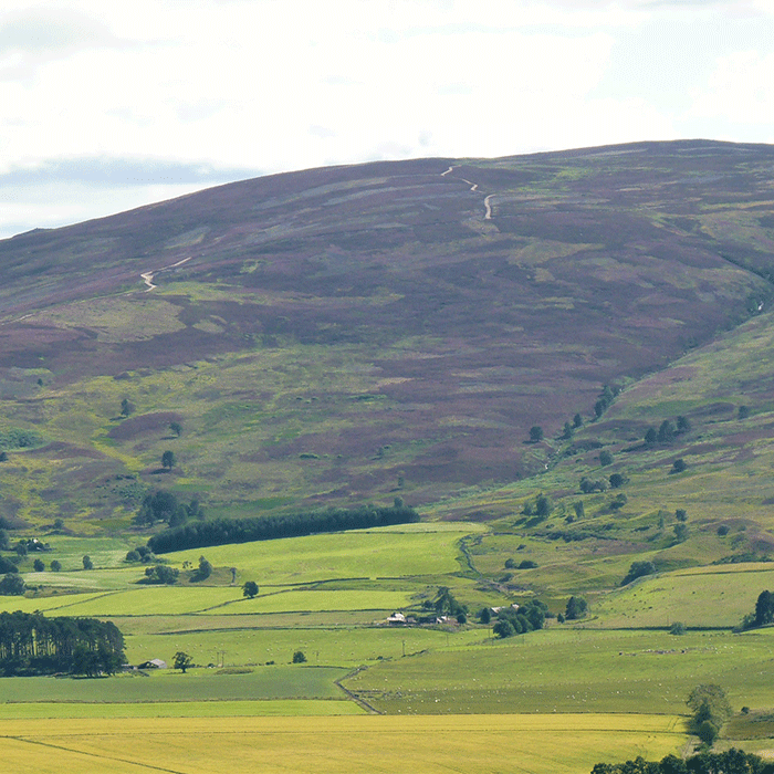 Scottish fields