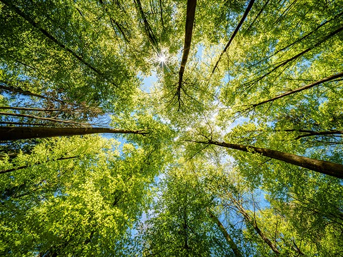 HMRC provides guidance on VAT and voluntary carbon credits