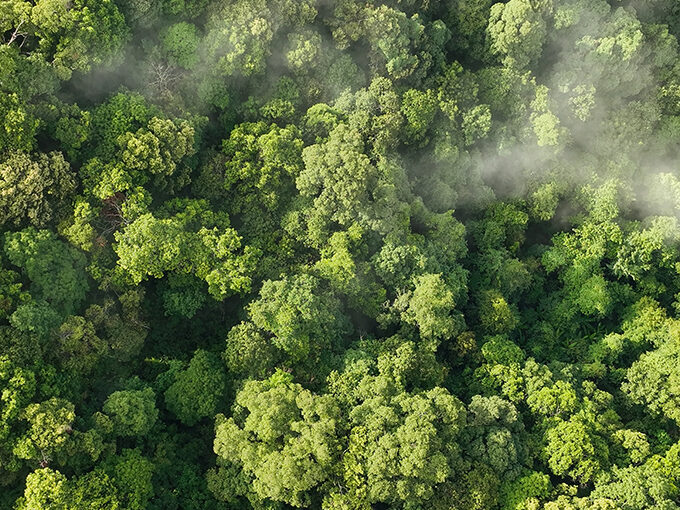 VAT treatment of voluntary carbon credits