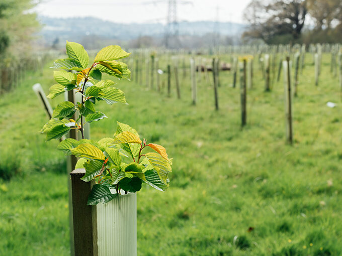 Commercial woodland – tax incentives