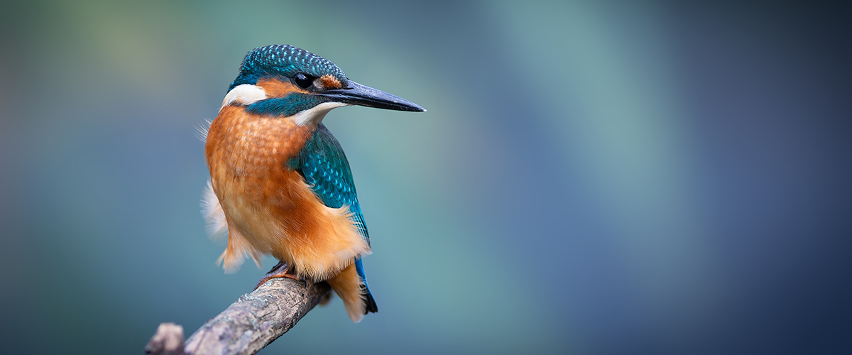 Kingfisher
